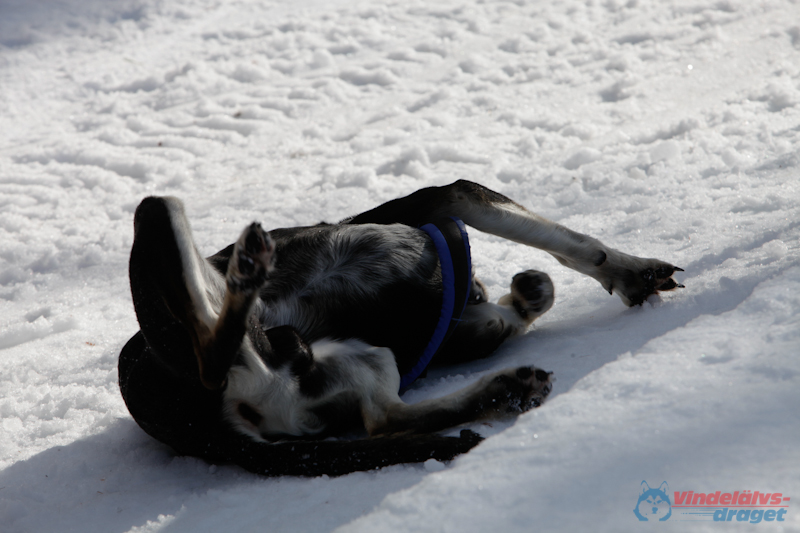 Joakim Blomkvist 2012-03-17_11-23-02.jpg