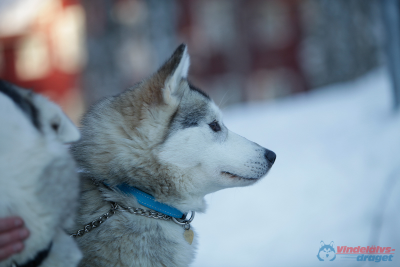 Joakim Blomkvist 2012-03-18_08-12-23.jpg