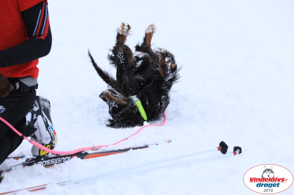 Vindelalvsdraget2019Fredag-105.jpg