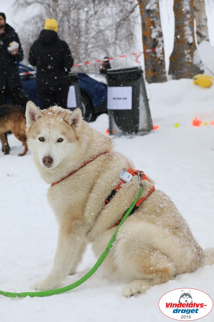 Vindelalvsdraget2019Sunday-37.jpg
