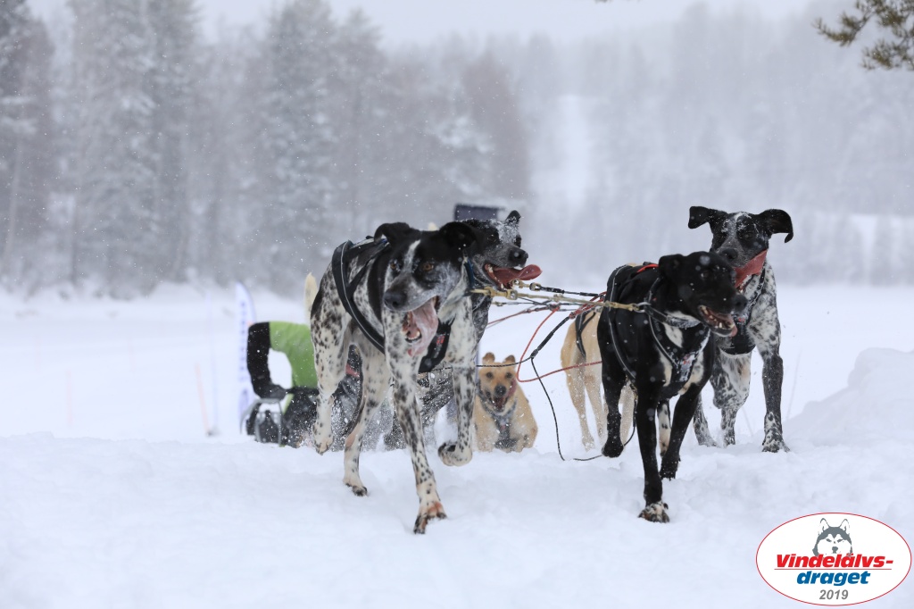 Vindelalvsdraget2019Sunday-46.jpg