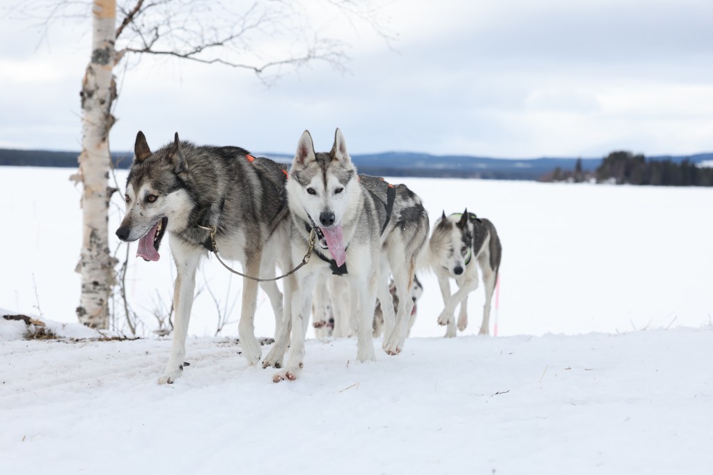 Vindelalvsdraget day 1 - 44.jpg