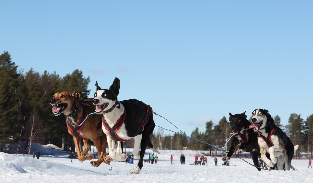 Vindelalvsdraget - day 2- 20.jpg