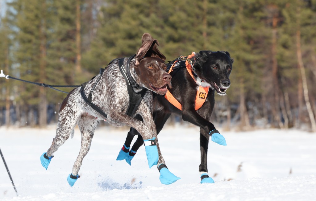 Vindelalvsdraget - day 2- 27.jpg